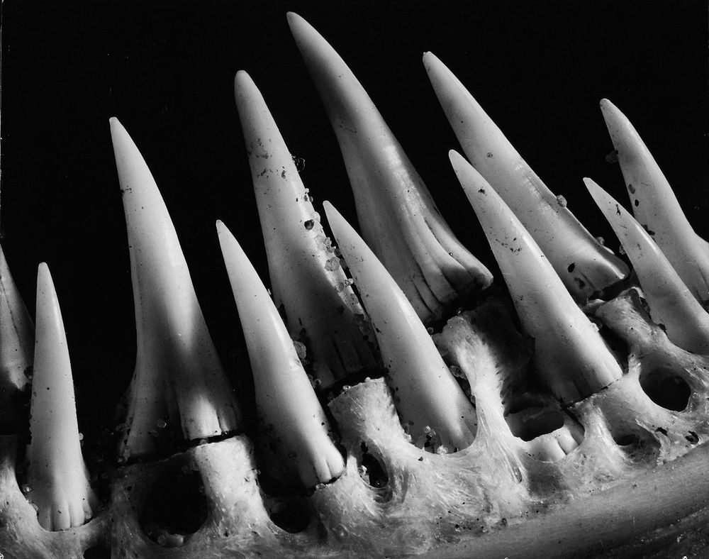 Die schwarz-weiß Fotografie zeigt eine Nahaufnahme von mehreren Haizähnen. 