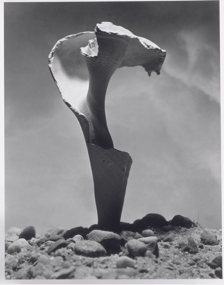 Die schwarz-weiß Fotografie zeigt eine Nahaufnahme einer Muschel, die im Sand steckt. 