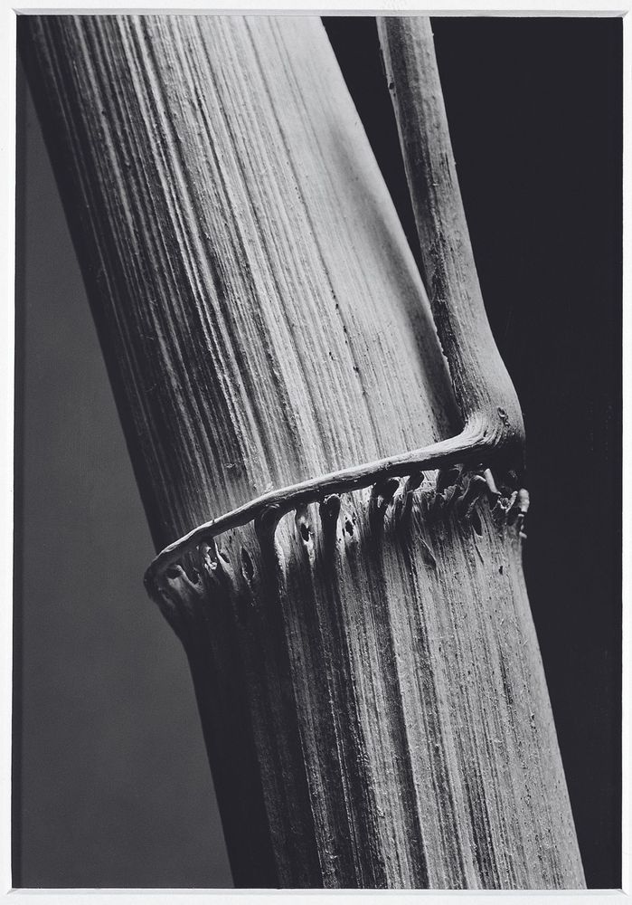Die schwarz-weiß Fotografie zeigt die Nahaufnahme eines Schilfrohrs