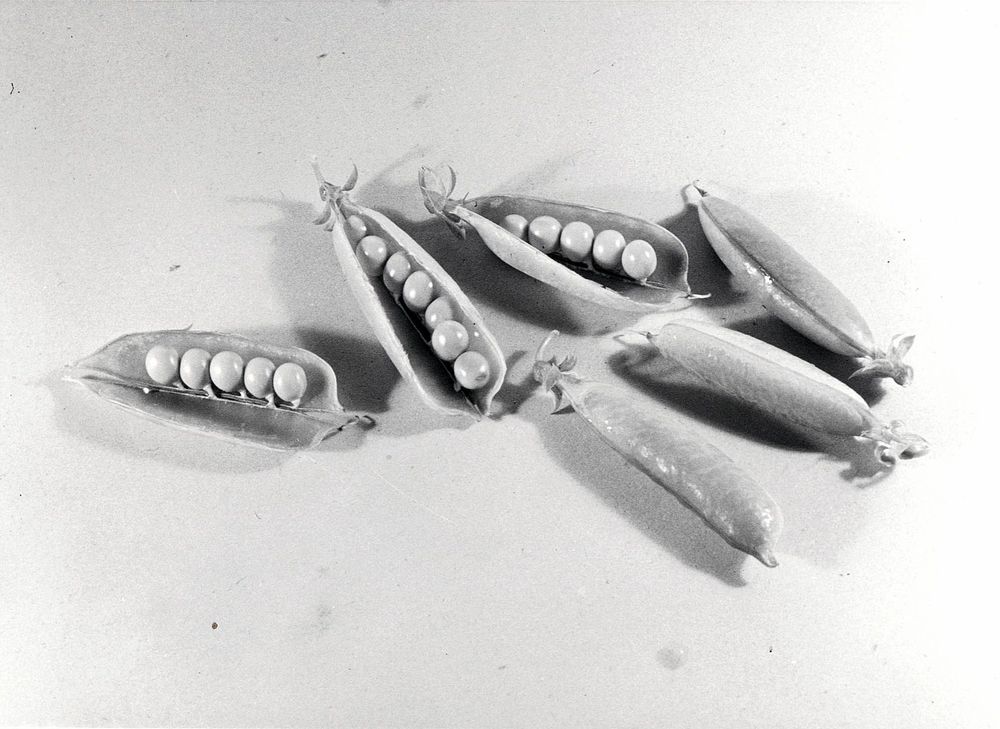 Die schwarz-weiß Fotografie zeigt Erbsenhülsen, die teilweise noch verschlossen sind, aber auch geöffnete Hülsen.