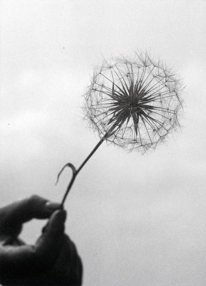 Die schwarz-weiß Fotografie zeigt eine Hand, die eine Pusteblume hält