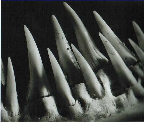 Die schwarz-weiß Fotografie zeigt eine Nahaufnahme von Zähnen eines Haifischs. 